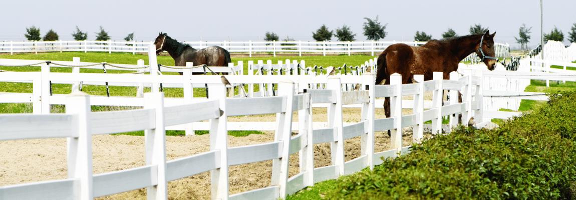 fencing parade ground and leval for horses EQUINE-HOUSE